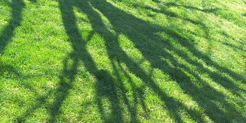 Shadows in grass